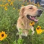 Flower, Plant, Dog, Sky, Dog breed, Carnivore, Grass, Happy, Fawn, Companion dog, Morning, Summer, Working Animal, Meadow, Grassland, Petal, Snout, Landscape, Herbaceous Plant, Flowering Plant