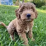 Dog, Plant, Dog breed, Carnivore, Grass, Liver, Companion dog, Groundcover, Water Dog, Tree, Terrier, Terrestrial Animal, Working Animal, Grassland, Dog Collar, Working Terrier, Sedge Family, Furry friends