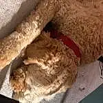 Dog, Dog breed, Carnivore, Felidae, Fawn, Companion dog, Small To Medium-sized Cats, Working Animal, Tail, Furry friends, Liver, Canidae, Wool, Terrestrial Animal, Pet Supply, Wood, Labradoodle, Nap, Non-sporting Group