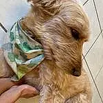 Dog, Dog breed, Working Animal, Carnivore, Liver, Dog Supply, Pet Supply, Fawn, Companion dog, Collar, Snout, Dog Collar, Wood, Furry friends, Terrier, Canidae, Art, Irish Terrier, Terrestrial Animal