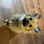 Dog, Dog breed, Carnivore, Wood, Fawn, Companion dog, Whiskers, Snout, Hardwood, Toy Dog, Furry friends, Paw, Wood Stain, Terrestrial Animal, Working Animal, Varnish, Terrier, Small Terrier, Canidae