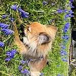 Flower, Plant, Blue, Dog, Carnivore, Dog breed, Grass, Fawn, Companion dog, Groundcover, Whiskers, Herbaceous Plant, Wood, Electric Blue, Annual Plant, Furry friends, Felidae, Flowering Plant, Petal, Spitz
