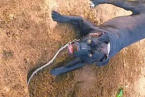 Staffordshire Bull Terrier Dog Starlito