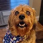 Dog, Dog breed, Carnivore, Wood, Companion dog, Toy Dog, Liver, Working Animal, Firefighter, Snout, Canidae, Terrier, Small Terrier, Furry friends, Hardwood, Maltepoo, Yorkipoo, Puppy
