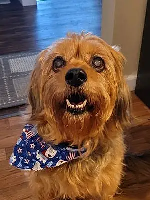 Name Border Terrier Dog Happy