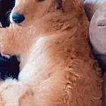 Dog, Dog breed, Spitz, Carnivore, Jaw, Whiskers, Ear, Companion dog, Fawn, German Spitz, Snout, Working Animal, German Spitz Mittel, Furry friends, German Spitz Klein, Canidae, Paw, Volpino Italiano, Liver
