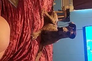 Great Dane Dog Loki