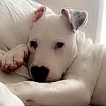 Dog, Eyes, Dog breed, Carnivore, Comfort, Ear, Fawn, Whiskers, Companion dog, Collar, Working Animal, Snout, Couch, Bull Terrier, Canidae, Linens, Terrestrial Animal, Toy Dog, Bedding