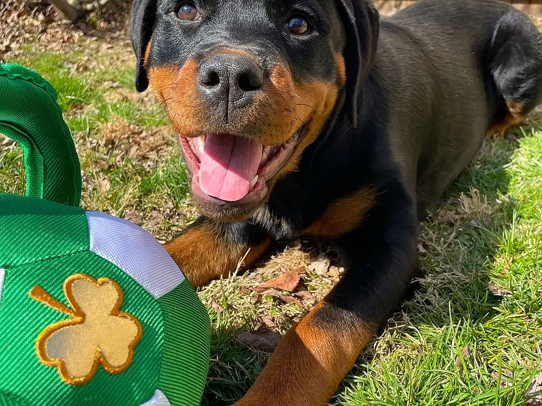 Dog, Green, Carnivore, Dog breed, Plant, Grass, Companion dog, Rottweiler, Snout, People In Nature, Fence, Dog Supply, Guard Dog, Working Dog, Working Animal, Terrestrial Animal, Canidae, Happy, Hound