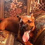 Brown, Dog, Comfort, Dog breed, Carnivore, Couch, Wood, Fawn, Whiskers, Companion dog, Plant, Snout, Liver, Terrestrial Animal, Dog Supply, Working Animal, Hardwood