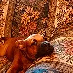 Brown, Dog, Dog breed, Working Animal, Liver, Carnivore, Comfort, Companion dog, Fawn, Wood, Snout, Plant, Terrestrial Animal, Linens, Canidae, Pattern, Boxer, Whiskers