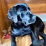 Dog, Dog breed, Carnivore, Companion dog, Snout, Working Animal, Liver, Furry friends, Borador, Tail, Whiskers, Terrestrial Animal, Gun Dog, Hardwood, Canidae, Wood, Hunting Dog, Electric Blue