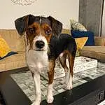 Dog, Dog breed, Carnivore, Working Animal, Companion dog, Snout, Couch, Canidae, Beaglier, Picture Frame, Collar, Working Dog, Scent Hound, Rectangle, Pet Supply, Chair, Tail, Hunting Dog