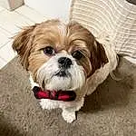Dog, Carnivore, Dog breed, Liver, Shih Tzu, Working Animal, Companion dog, Fawn, Toy Dog, Snout, Terrier, Furry friends, Canidae, Small Terrier, Dog Supply, Mal-shi, Maltepoo, Biewer Terrier, Puppy love