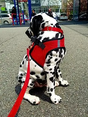 Firstname Dalmatian Dog Bruno