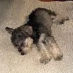 Dog, Carnivore, Dog breed, Companion dog, Tail, Terrier, Small Terrier, Furry friends, Terrestrial Animal, Schnauzer, Paw, Toy Dog, Nap