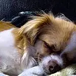 Dog, Carnivore, Liver, Dog breed, Fawn, Companion dog, Toy Dog, Snout, Whiskers, Terrestrial Animal, Bored, Canidae, Working Animal, Spaniel, Furry friends, Tibetan Spaniel, Corgi-chihuahua, King Charles Spaniel, Comfort