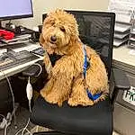 Dog, Computer, Dog breed, Carnivore, Computer Keyboard, Desk, Computer Desk, Personal Computer, Companion dog, Peripheral, Table, Input Device, Snout, Computer Monitor, Canidae, Furry friends, Office Supplies, Output Device, Chair