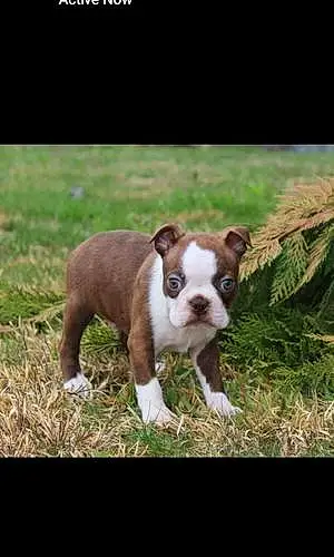 Name Boston terrier Dog Otto