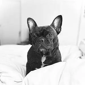 Black & White French Bulldog Dog Pippa