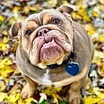 Dog, Dog breed, Carnivore, Bulldog, Plant, Companion dog, Grass, Fawn, Wrinkle, Snout, Whiskers, Canidae, Terrestrial Animal, Tree, Liver, Non-sporting Group, Working Dog, Ancient Dog Breeds, Molosser
