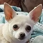Nose, Head, Dog, Dog breed, Carnivore, Ear, Jaw, Whiskers, Companion dog, Fawn, Working Animal, Snout, Canidae, Toy Dog, Furry friends, Non-sporting Group, Corgi-chihuahua, Terrestrial Animal, Dog Supply