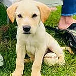 Dog, Plant, Carnivore, Grass, Dog breed, Fawn, Companion dog, Happy, People In Nature, Whiskers, Ball, Sports Equipment, Working Animal, Tail, Service, Grassland, Labrador Retriever, Soil, Circle