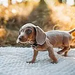 Dog, Dog breed, Carnivore, Companion dog, Fawn, Scent Hound, Snout, Terrestrial Animal, Canidae, Hound, Tail, Puppy, Hunting Dog, Liver, Working Animal, Wood
