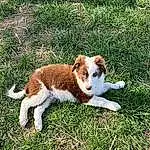 Dog, Carnivore, Dog breed, Grass, Fawn, Companion dog, Plant, Tail, Felidae, Terrestrial Animal, Small To Medium-sized Cats, Herding Dog, Rainbow, Canidae, Natural Landscape, Pasture, Grassland, Working Dog