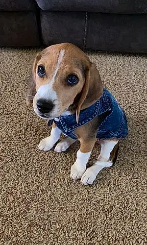 Beagle Dog Daisy