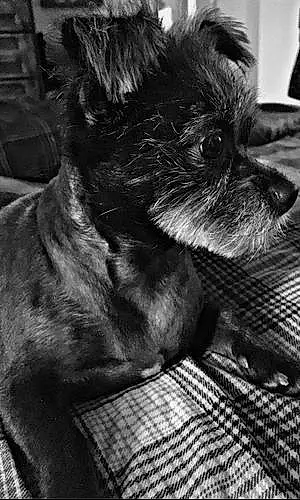 Name Chihuahua Dog Dahlia