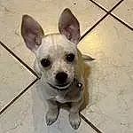 Head, Eyes, Dog, Human Body, Dog breed, Ear, Dog Supply, Whiskers, Carnivore, Companion dog, Chihuahua, Fawn, Toy Dog, Working Animal, Tile Flooring, Pet Supply, Canidae, Tail