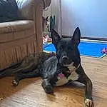 Dog, Couch, Wood, Carnivore, Fawn, Comfort, Working Animal, Dog breed, Companion dog, Hardwood, Tail, Collar, Studio Couch, Herding Dog, Wood Flooring, Dog Supply, Living Room, Guard Dog