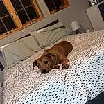 Dog, Comfort, Dog breed, Carnivore, Wood, Window, Fawn, Companion dog, Hardwood, Snout, Liver, Linens, Pet Supply, Working Animal, Room