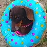 Dog, Dog breed, Dog Supply, Carnivore, Pet Supply, Companion dog, Water, Liver, Circle, Snout, Working Animal, Pattern, Personal Protective Equipment, Canidae, Comfort, Fashion Accessory, Terrestrial Animal, Dog Bed, Hunting Dog