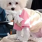Dog, White, Carnivore, Dog breed, Dog Supply, Pink, Companion dog, Toy, Toy Dog, Dog Clothes, Snout, Canidae, Event, Working Animal, Happy, Furry friends, Tie, Small Terrier