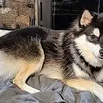 Dog, Dog breed, Carnivore, Sled Dog, Fawn, Whiskers, Companion dog, Snout, Terrestrial Animal, Wolf, Canidae, Canis, Furry friends, Working Animal, Working Dog, Paw, Ancient Dog Breeds, Foot