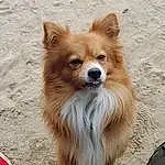 Dog, Spitz, Carnivore, German Spitz, Dog breed, Fawn, Companion dog, Whiskers, Snout, Terrestrial Animal, Toy Dog, Furry friends, Dog Supply, Volpino Italiano, Polka Dot, Working Animal, Canidae, Liver, Road Surface