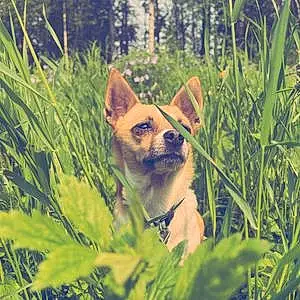 Name Chihuahua Dog Betty