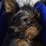 Dog, Dog breed, Carnivore, Liver, Companion dog, Toy Dog, Snout, Terrestrial Animal, Canidae, Furry friends, Working Animal, Terrier, Small Terrier, Yorkipoo, Whiskers, Electric Blue, Puppy, Non-sporting Group