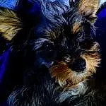 Dog, Carnivore, Dog breed, Companion dog, Toy Dog, Whiskers, Terrier, Small Terrier, Furry friends, Liver, Electric Blue, Yorkipoo, Working Animal, Canidae, Terrestrial Animal, Biewer Terrier, Puppy, Yorkshire Terrier, Water Dog