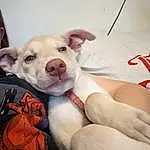 Dog, Dog breed, Carnivore, Comfort, Fawn, Companion dog, Whiskers, Snout, Collar, Working Animal, Abdomen, Canidae, Paw, Furry friends, Toy Dog, Chest, Guard Dog, Human Leg, Dogo Argentino
