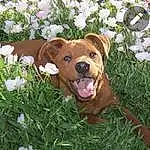 Plant, Flower, Dog, Carnivore, Dog breed, Companion dog, Fawn, Working Animal, Grass, Groundcover, Toy, Snout, Snow, Liver, Canidae, Petal, Annual Plant, Terrestrial Animal, Herbaceous Plant