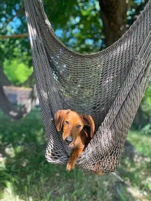 Name Dachshund Dog Copper