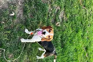 Name Beagle Dog Copper
