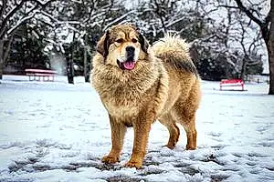 Tibetan Mastiff Dog Artemis