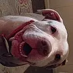 Dog, Carnivore, Jaw, Dog breed, Ear, Working Animal, Fawn, Whiskers, Companion dog, Snout, Dog Collar, Liver, Dog Supply, Selfie, Furry friends, Collar, Happy, Fang, Dogo Argentino