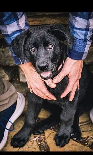 Name Labrador Retriever Dog Kimber