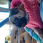 Dog, Blue, Dog breed, Carnivore, Fawn, Electric Blue, Snout, Companion dog, Plant, Magenta, Pug, Collar, Canidae, Furry friends, Wrinkle, Wool, Vehicle Door, Non-sporting Group, Guard Dog
