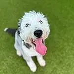 Dog, Carnivore, Dog breed, Companion dog, Toy Dog, Toy, Plant, Snout, Grass, Terrier, Working Animal, Small Terrier, Canidae, Maltepoo, Water Dog, Dog Supply, Poodle Crossbreed, Non-sporting Group, Puppy